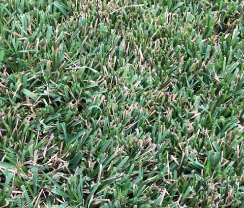Close-up of green grass blades